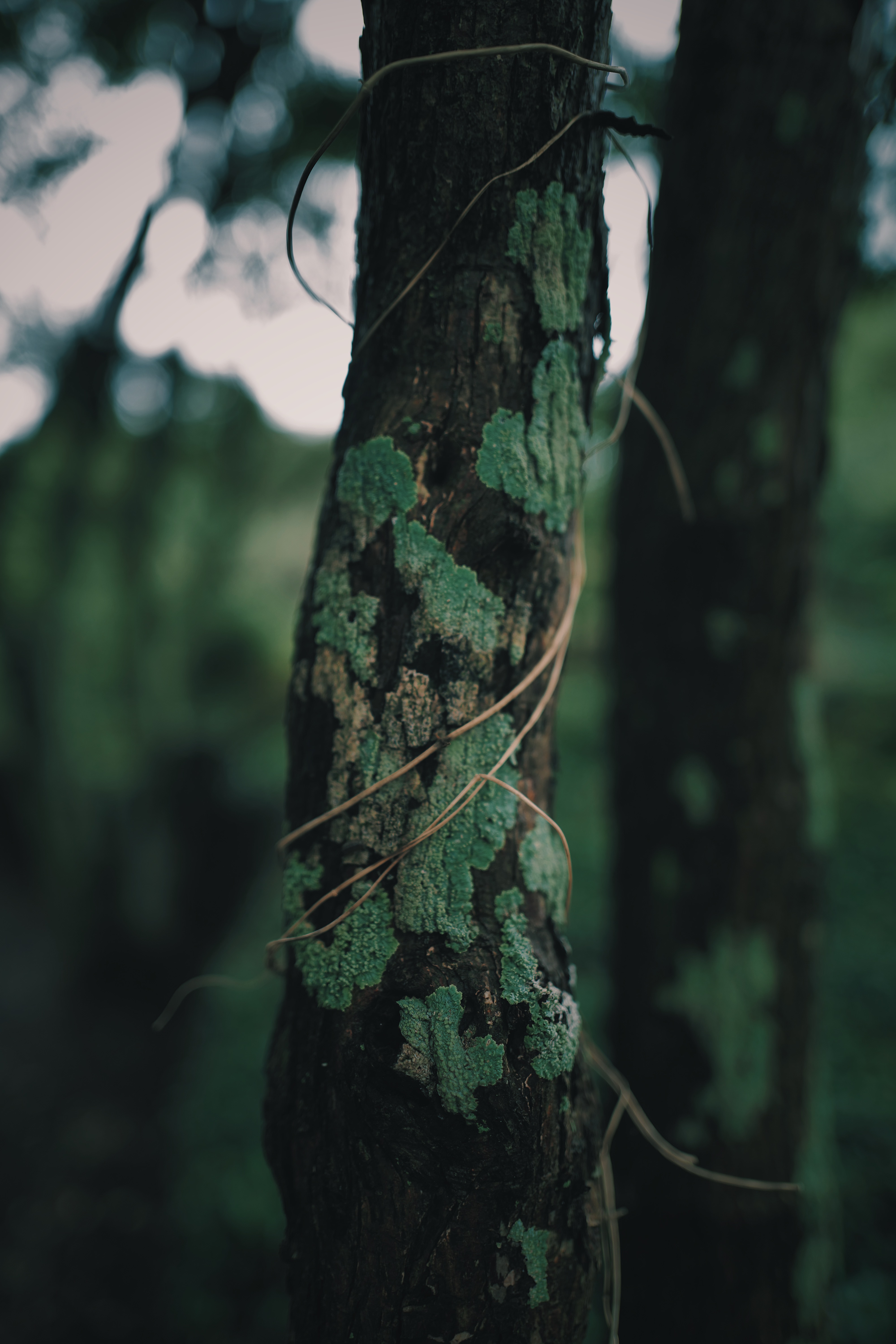 Breathing Dark 015